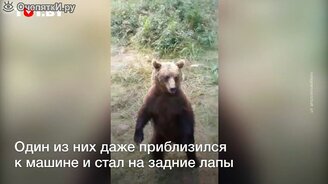 Группа медведей окружила машину в лесу - смотреть видео (0:57)