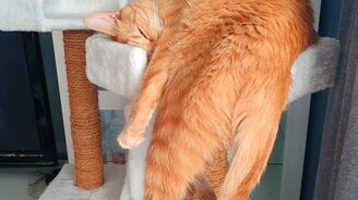 Кот спит почти вертикально - смотреть видео (0:19)