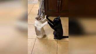 Смешные котики - смотреть видео (10:21)