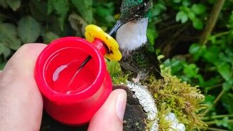 Поим колибри из рук - смотреть видео (0:29)