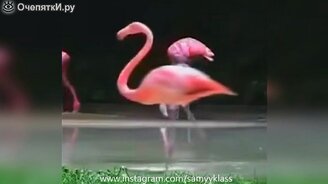 Множество прикольных мгновений и ситуаций - смотреть видео (12:58)