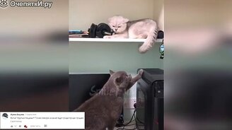 Кошки и коты в прикольчиках - смотреть видео (9:56)
