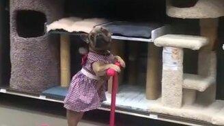 Бульдог на самокате - смотреть видео (0:12)