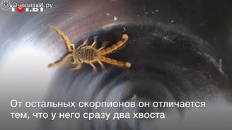 Аномальный скорпион с двумя хвостами - смотреть видео (0:38)