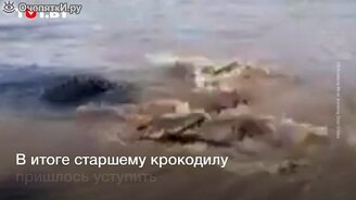 Поединок двух крокодилов - смотреть видео (0:53)