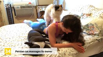 50 приколов с животными - 2019 - смотреть видео (16:04)