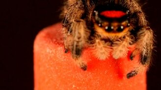 Прыжок паука вблизи - смотреть видео (0:13)