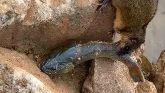 Крыса поймала рыбу - смотреть видео (1:11)