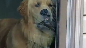 Когда пёс весь в ожидании - смотреть видео (0:05)