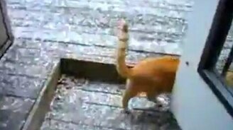 Кот играет со снегом - смотреть видео (0:51)