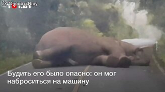 Слон уснул на дороге - смотреть видео (0:48)