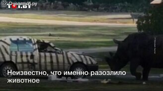Носорог переворачивает машину с человеком внутри - смотреть видео (0:27)