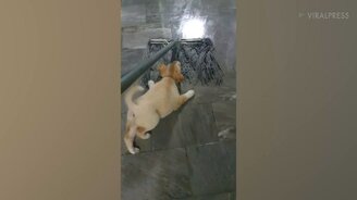 Щенок против швабры - смотреть видео (0:36)