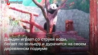 Панда принимает душ - смотреть видео (0:51)