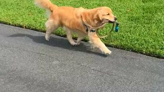 Пёс выгуливает сам себя - смотреть видео (0:31)