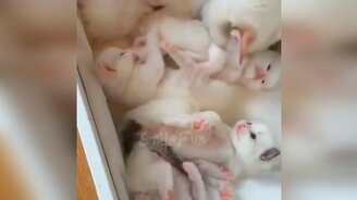 Смешные кошки и симпатичные коты - смотреть видео (10:25)