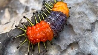 Разноцветная гусеница-гигант - смотреть видео (0:28)