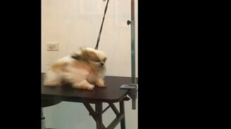 Делаем из собаки супергероя - смотреть видео (0:43)