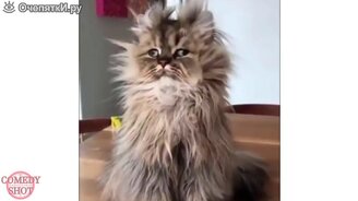 Чудесные приколы с животными - смотреть видео (6:14)