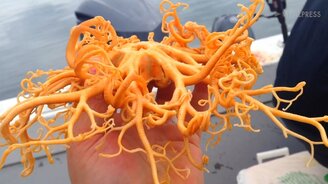 Загадочное морское существо с Аляски - смотреть видео (0:25)