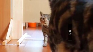 В какую щель пролезет кот - смотреть видео (5:04)