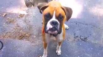 Угарные домашние питомцы - смотреть видео (6:32)