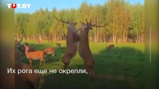Эпичная оленья драка - смотреть видео (0:28)