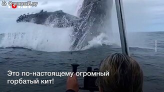 Гигантский кит перед лодкой - смотреть видео (0:40)