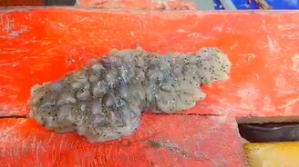 Чудное морское существо - смотреть видео (1:06)