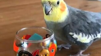 Попугай против рюмки - смотреть видео (0:10)