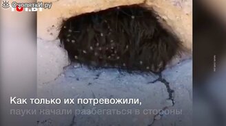 Животное или куча пауков? - смотреть видео (0:44)