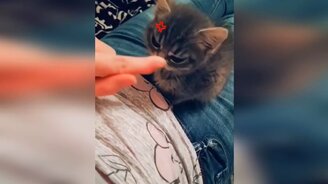 Кошки и коты, котята в приколах - смотреть видео (10:24)