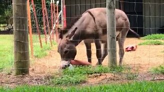 Ослик забавляется с игрушкой - смотреть видео (1:40)