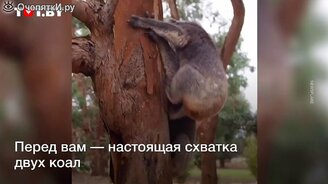 Яростный бой двух коал - смотреть видео (1:18)