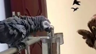 Попугай, меня не кусай! - смотреть видео (0:16)