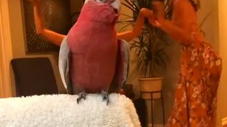 Танцевальная минутка с попугаем - смотреть видео (0:25)