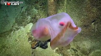 Самая необычная медуза - смотреть видео (0:52)