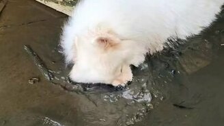 Когда ты чист, а хочется грязи - смотреть видео (0:59)