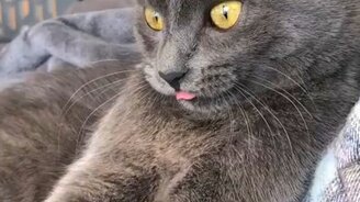 Высуни свой язычок! - смотреть видео (0:15)