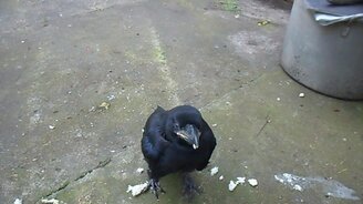 Кормим ворона овсянкой - смотреть видео (0:37)