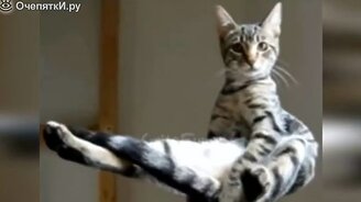 Кошки и коты в коллекции приколов - смотреть видео (9:25)