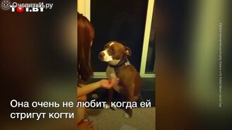 Собака очень не хочет стричь когти - смотреть видео (0:50)