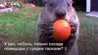 Кого сняла скрытая камера в саду? - смотреть видео (0:50)