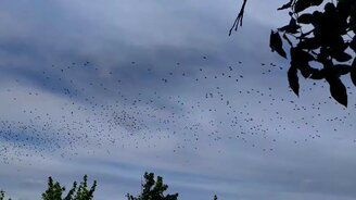 Полёт стаи скворцов в небе - смотреть видео (1:01)