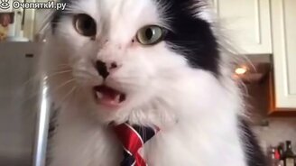 Подборка смешилок с кошками - смотреть видео (9:52)