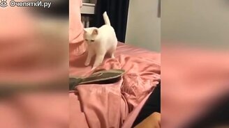 Коты, кошки, котята в прикольчиках - смотреть видео (9:54)