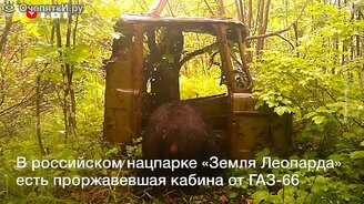 Дикие звери залезли в грузовик - смотреть видео (1:27)