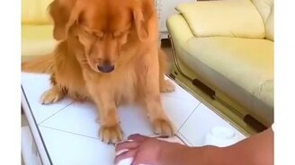 Да ты меня обманываешь! - смотреть видео (0:31)