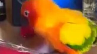 Самодостаточность как она есть - смотреть видео (0:29)