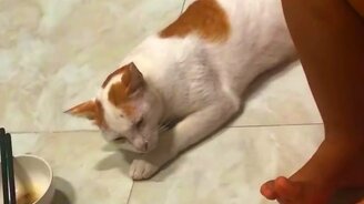 Кот-притвора украл еду - смотреть видео (0:19)